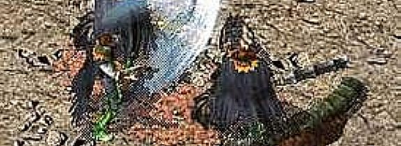 ����������ο���ѧ��̿�������